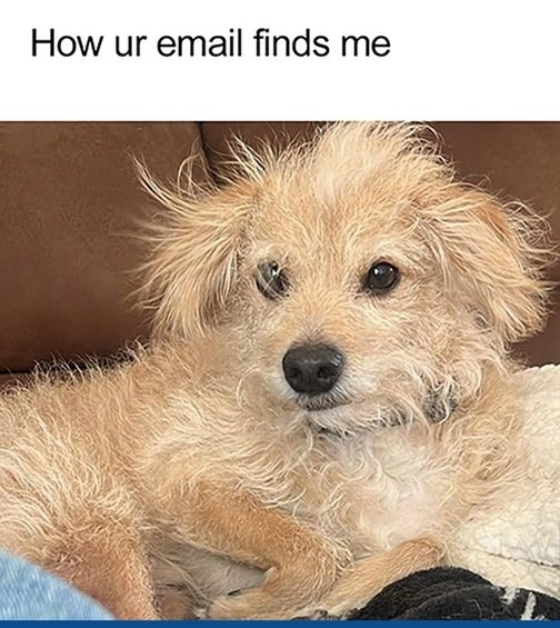 dogmail.jpg