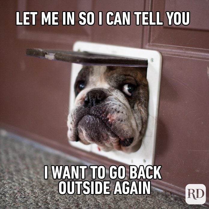 DogMeme40-1122503572.jpg