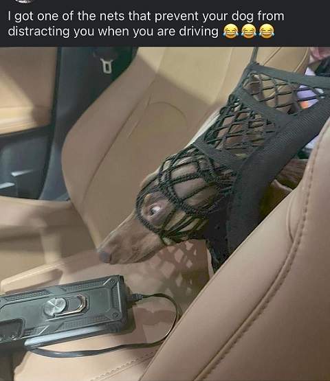 dognet.jpg