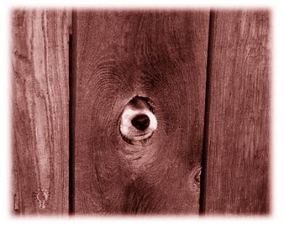Dognose3.jpg