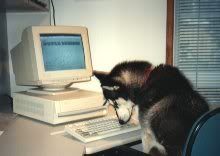 dognputer.jpg