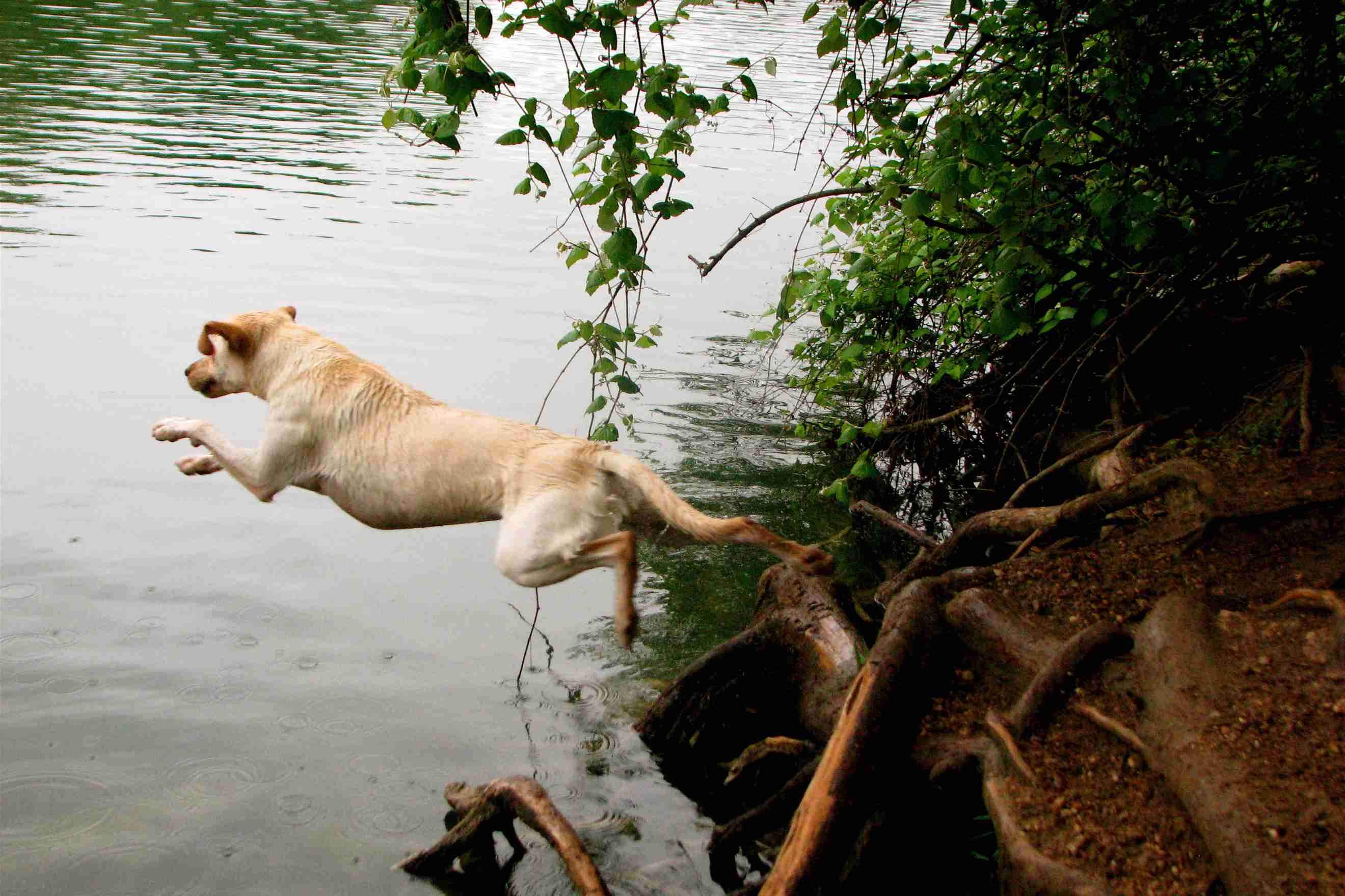 dogp.jpg