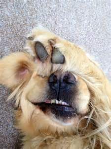 dogpalm.jpg