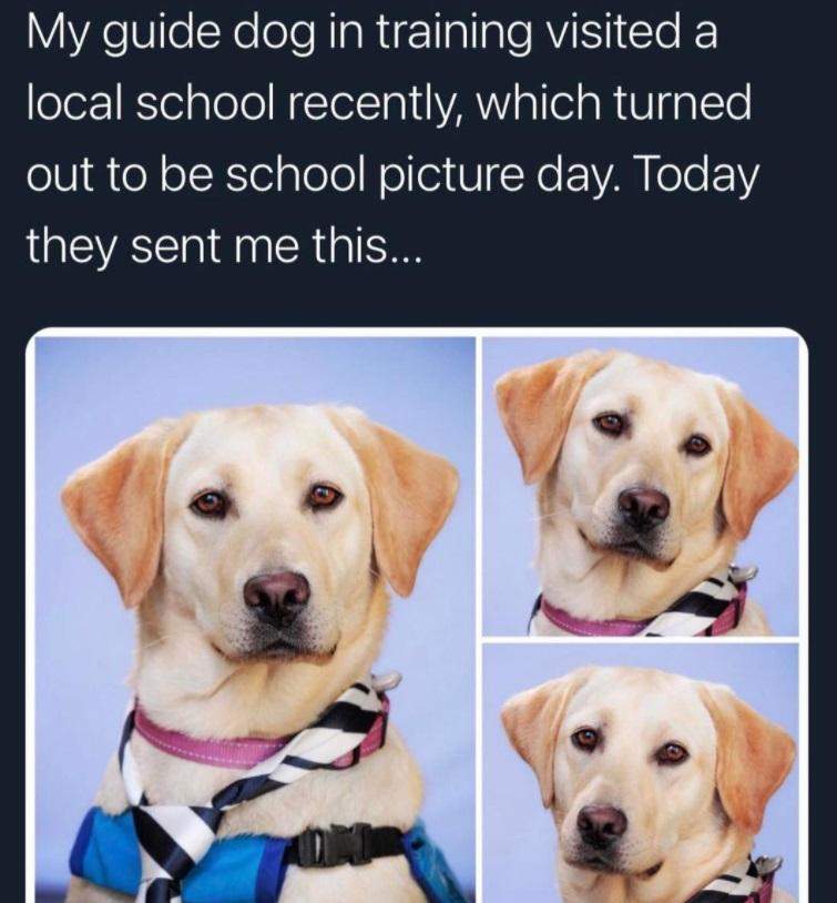 dogpicture day.jpg