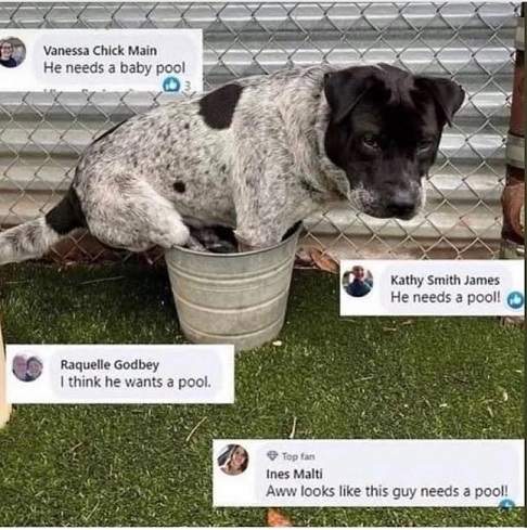 dogpool 1.jpg