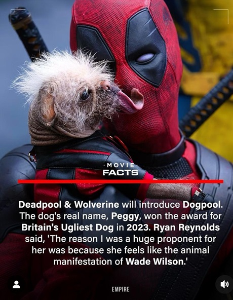 dogpool.jpg