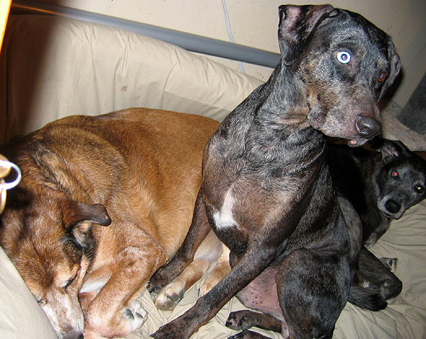 dogs-001.jpg