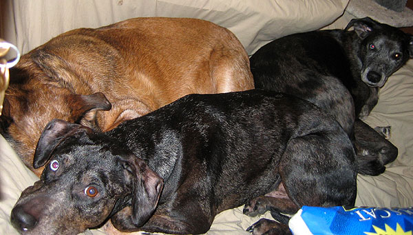 dogs-002.jpg