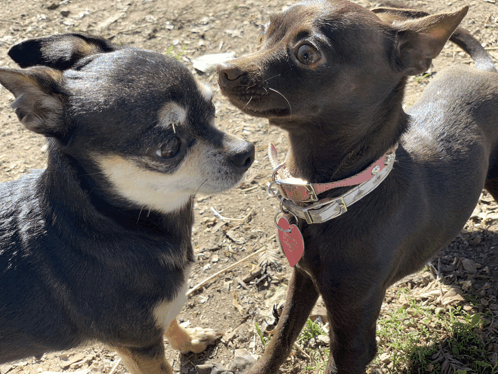dogs-3496032872.gif
