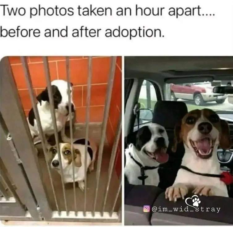 dogs adopted.jpg