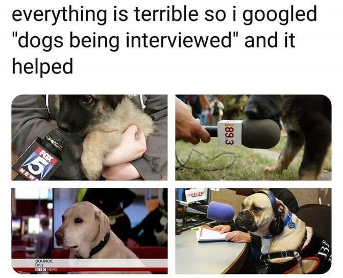 dogs being interviewed.jpg