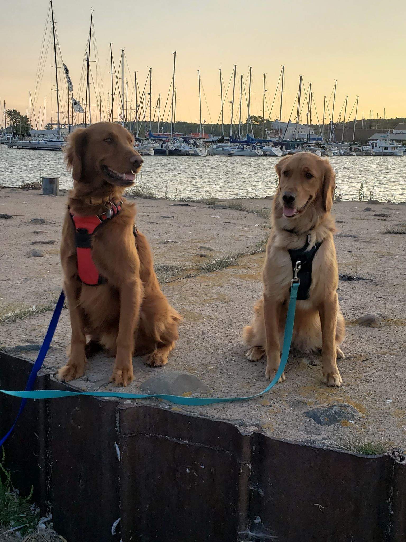 dogs breakwater.jpg