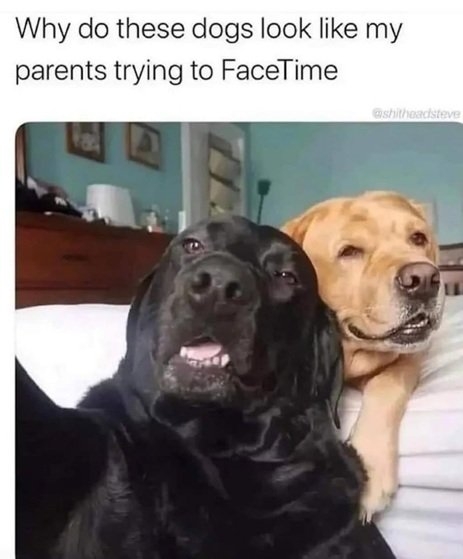 dogs facetime.jpg