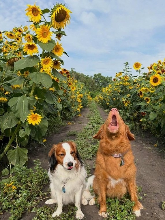 dogs garden.jpg