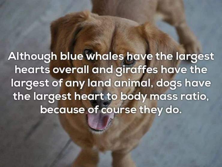 dog's heart.jpg