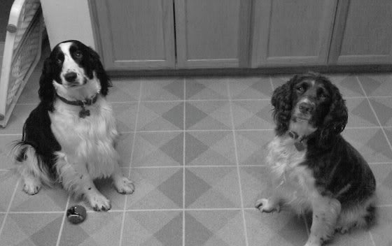 dogs.jpg