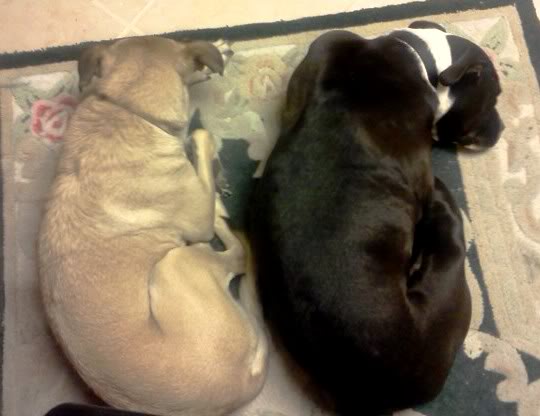 dogs.jpg