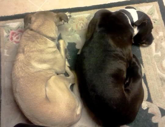 dogs.jpg