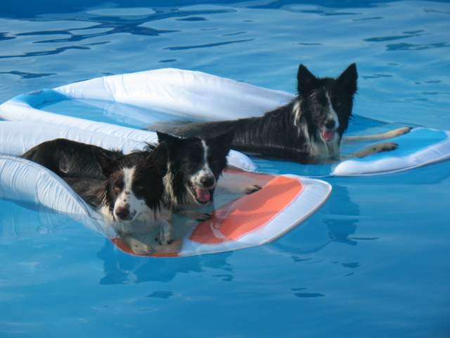 dogs.JPG