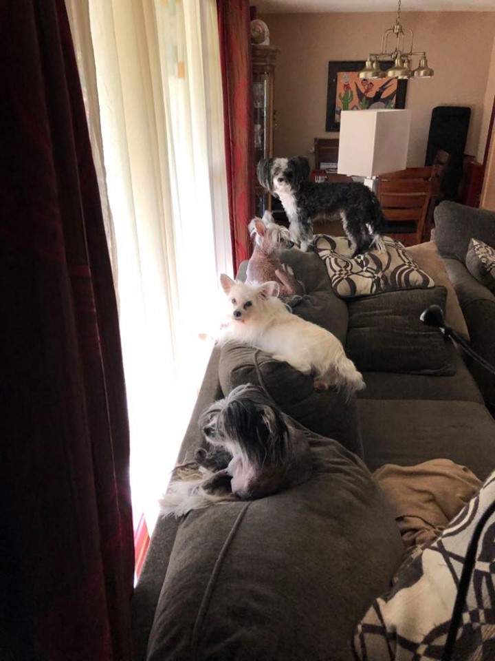 dogs.jpg