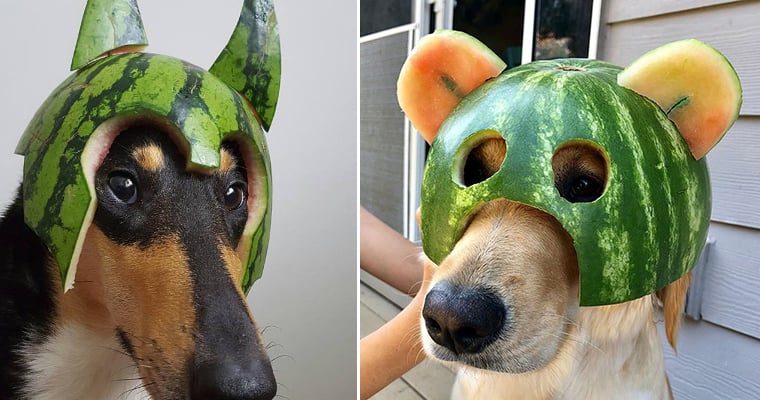 dogs.jpg