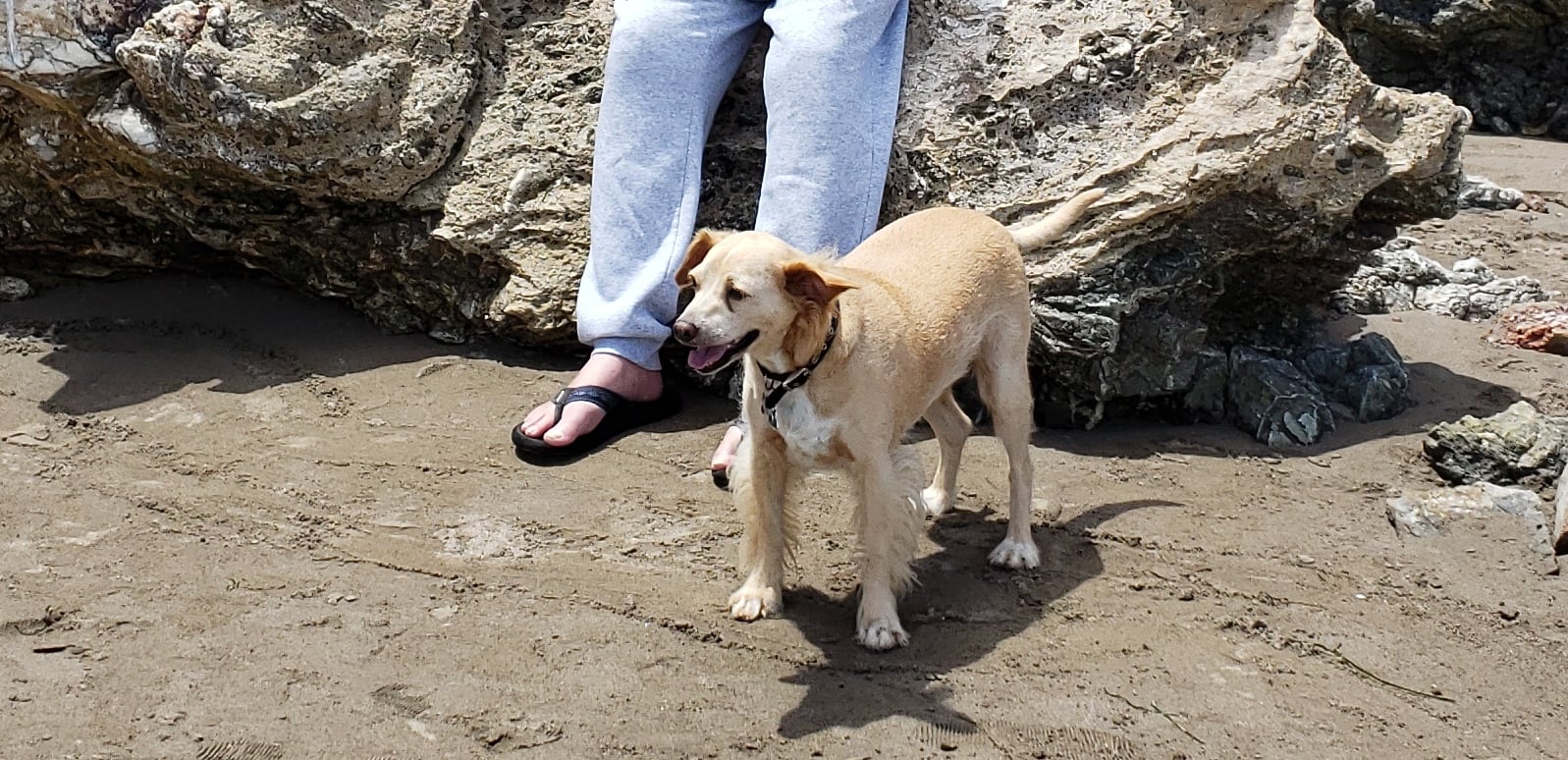 Dogs.jpg