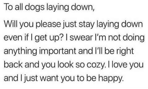 dogs laying down.jpg