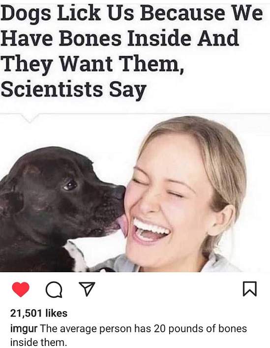 dogs lick.jpg