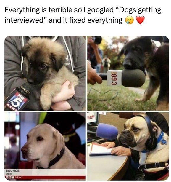 dogs mics.jpg
