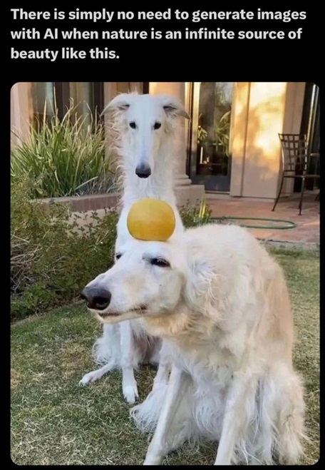 dogs orb.jpg