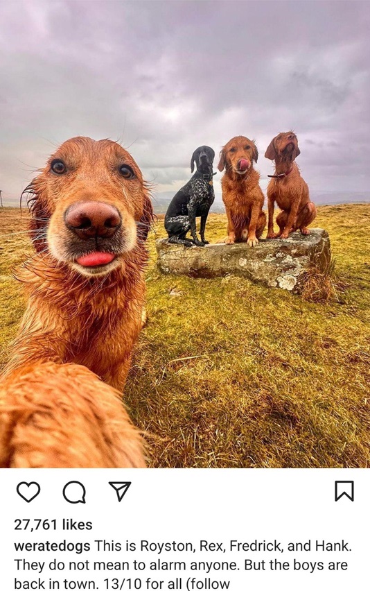 dogs town.jpg
