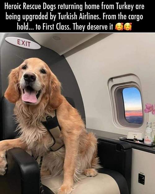 dogs turkey.jpg