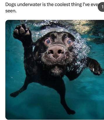 dogs underwater 1.jpg