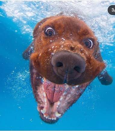 dogs underwater 2.jpg