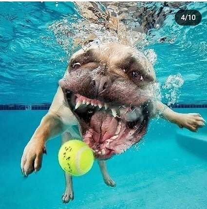 dogs underwater 3.jpg