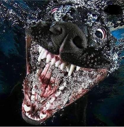 dogs underwater 4.jpg