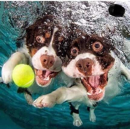 dogs underwater 5.jpg
