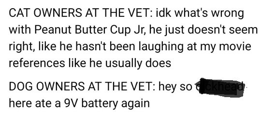 dogs vet.jpg