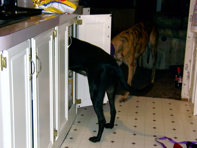 Dogs026-1.jpg