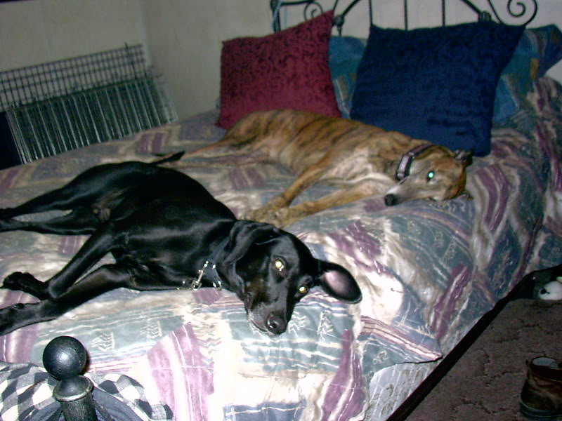 Dogs040.jpg