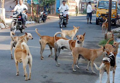 dogs_1.jpg