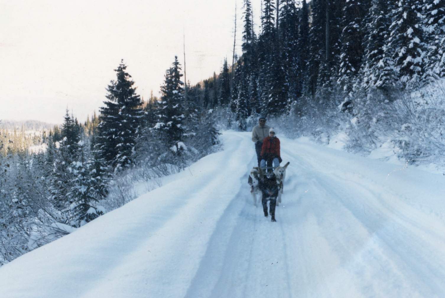 DogSled.jpg