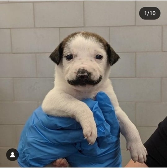 dolly dog 1.jpg