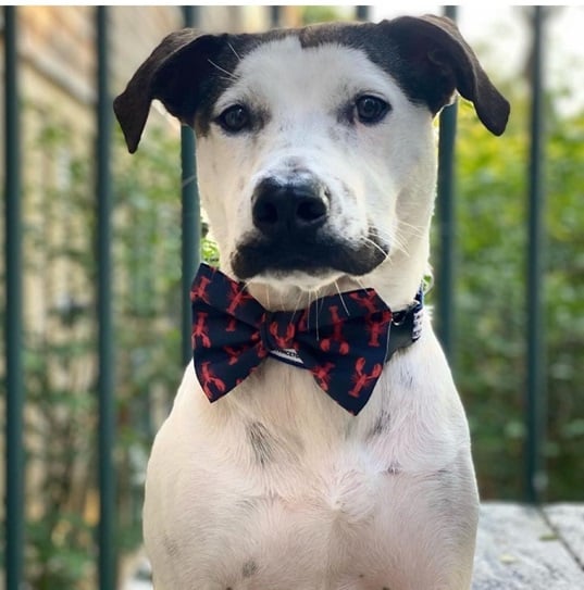 dolly dog 3.jpg