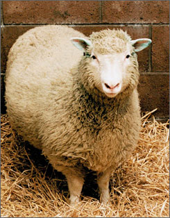 dolly.jpg