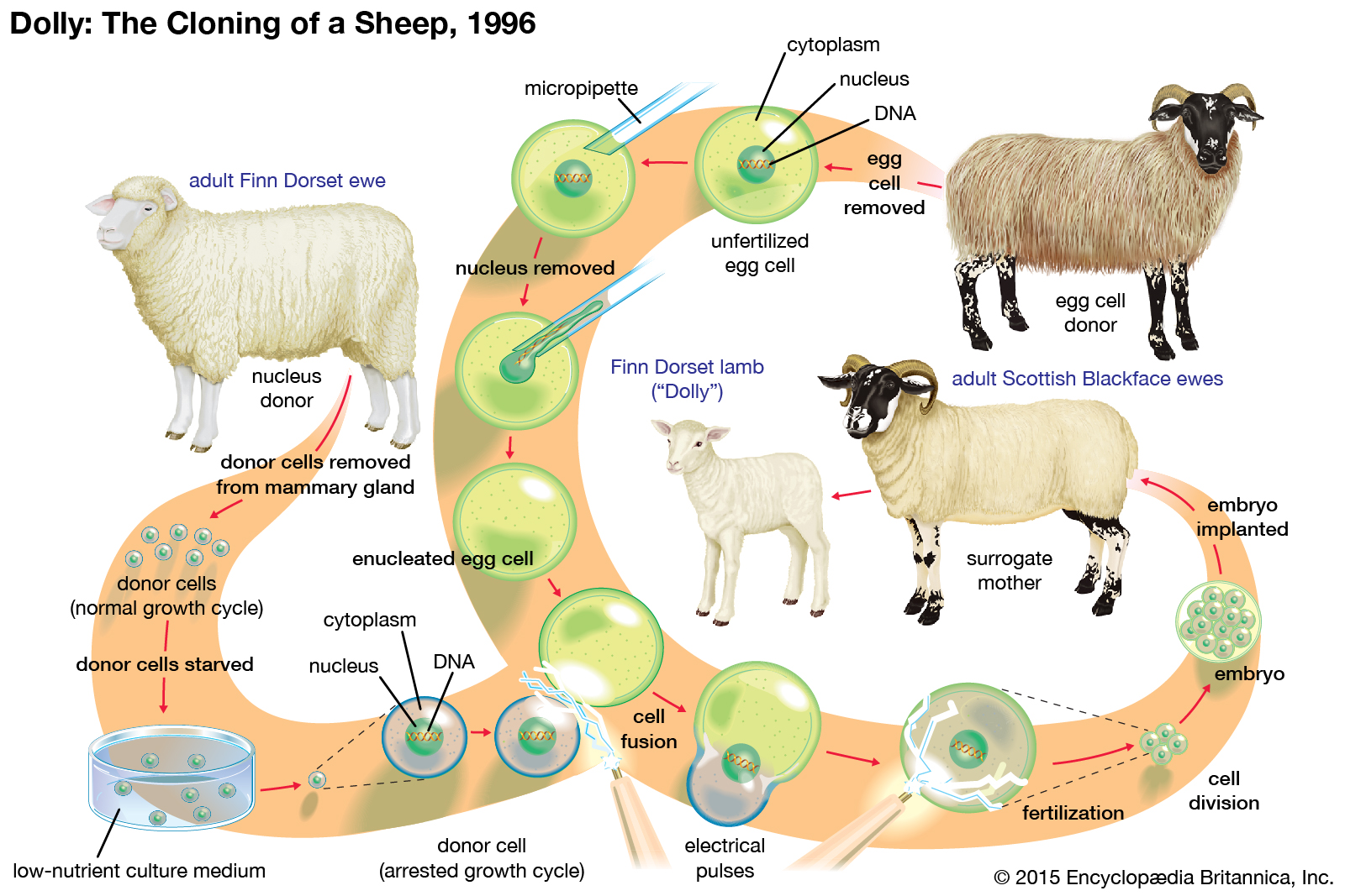 Dolly-process-sheep-somatic-cell-nuclear-transfer.jpg