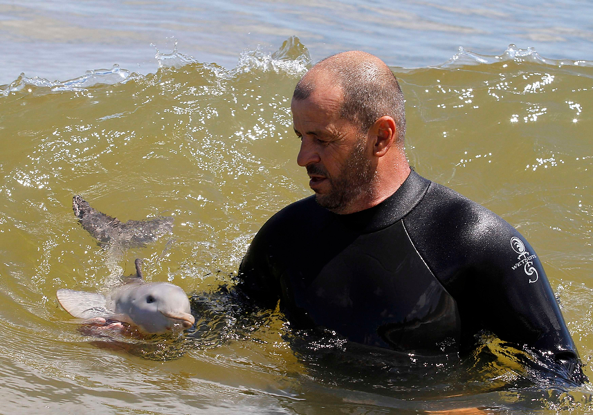 Dolphin-Baby.jpg