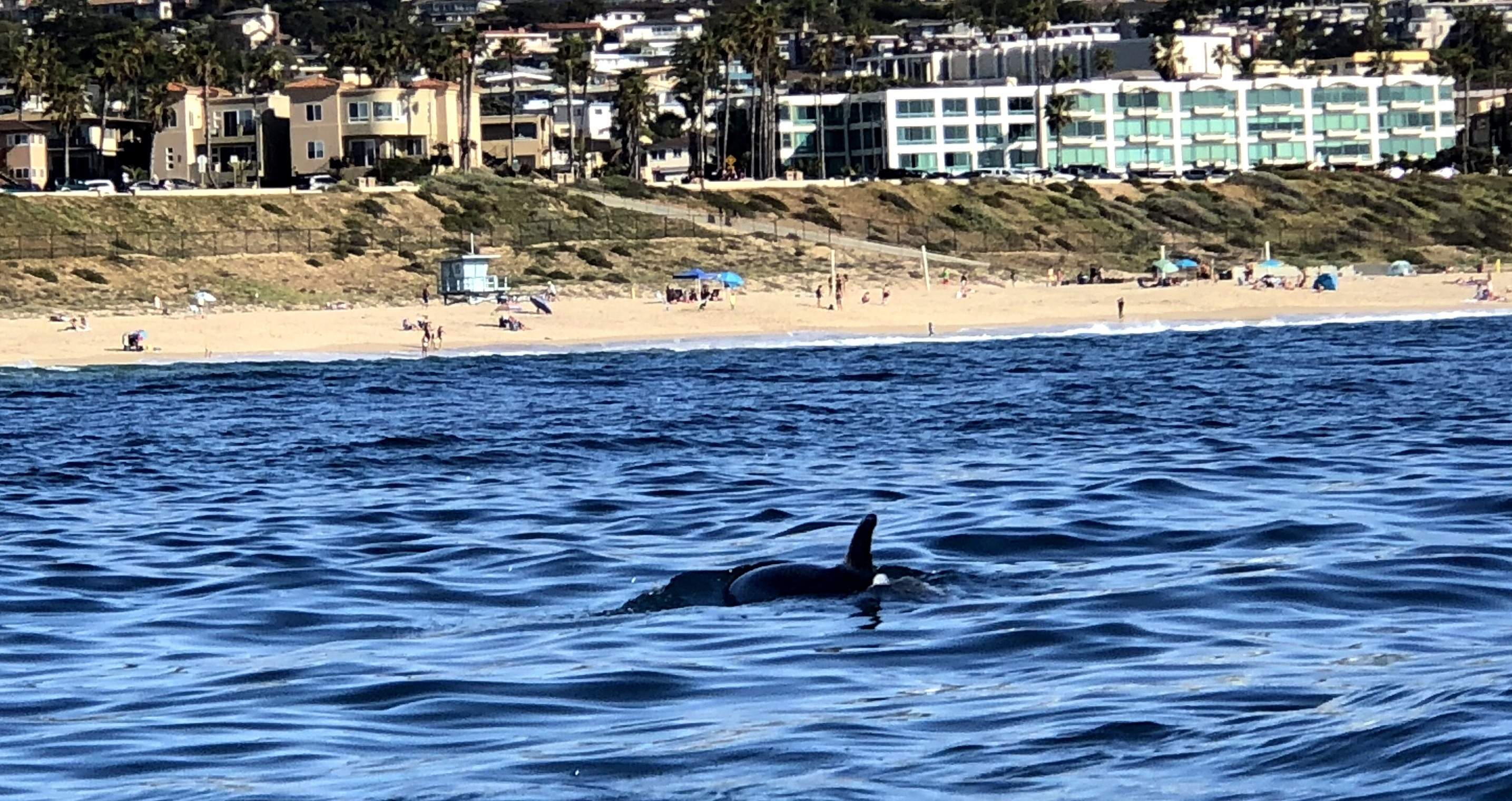 Dolphin I.jpg