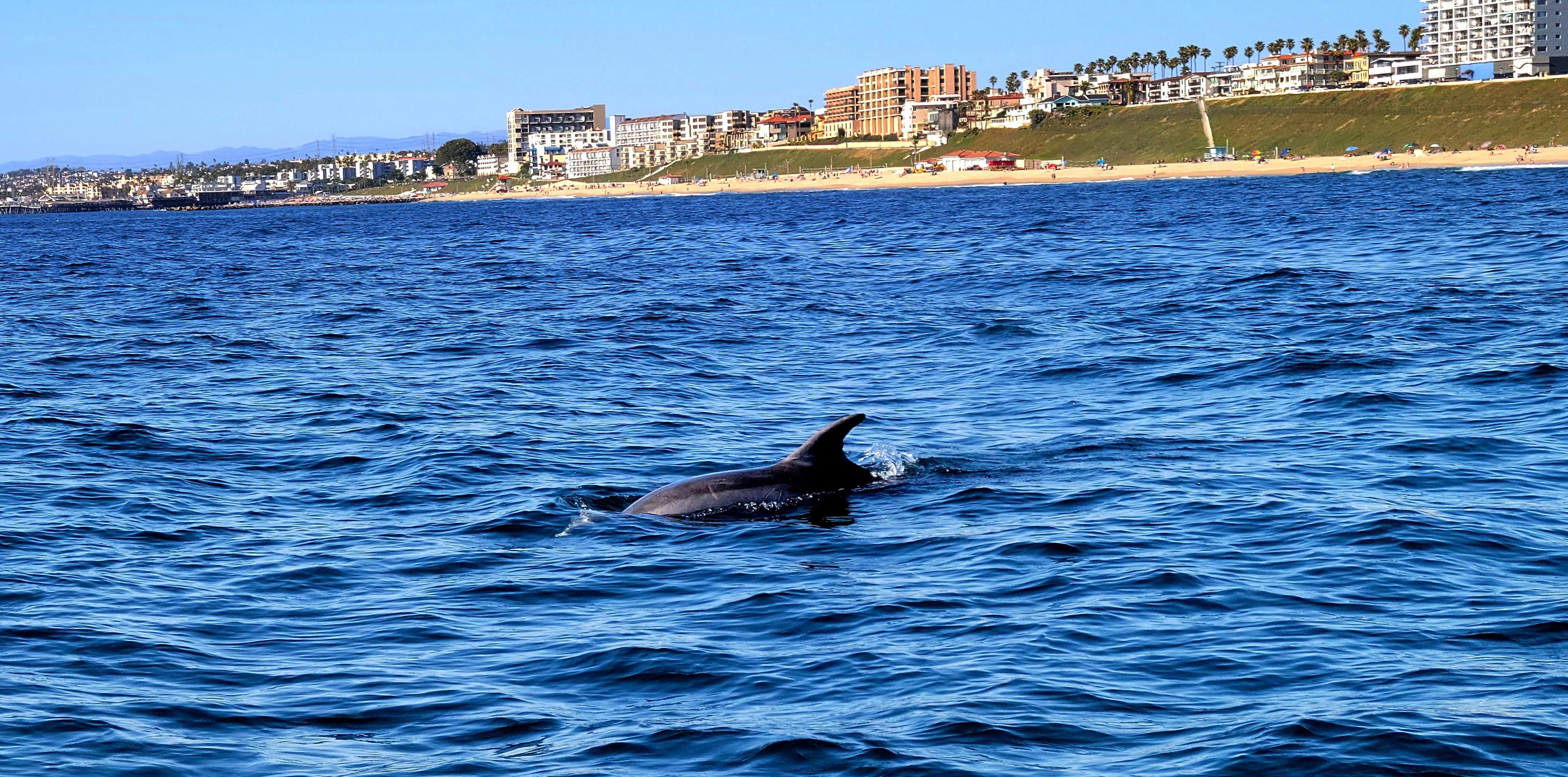 Dolphin II.jpg
