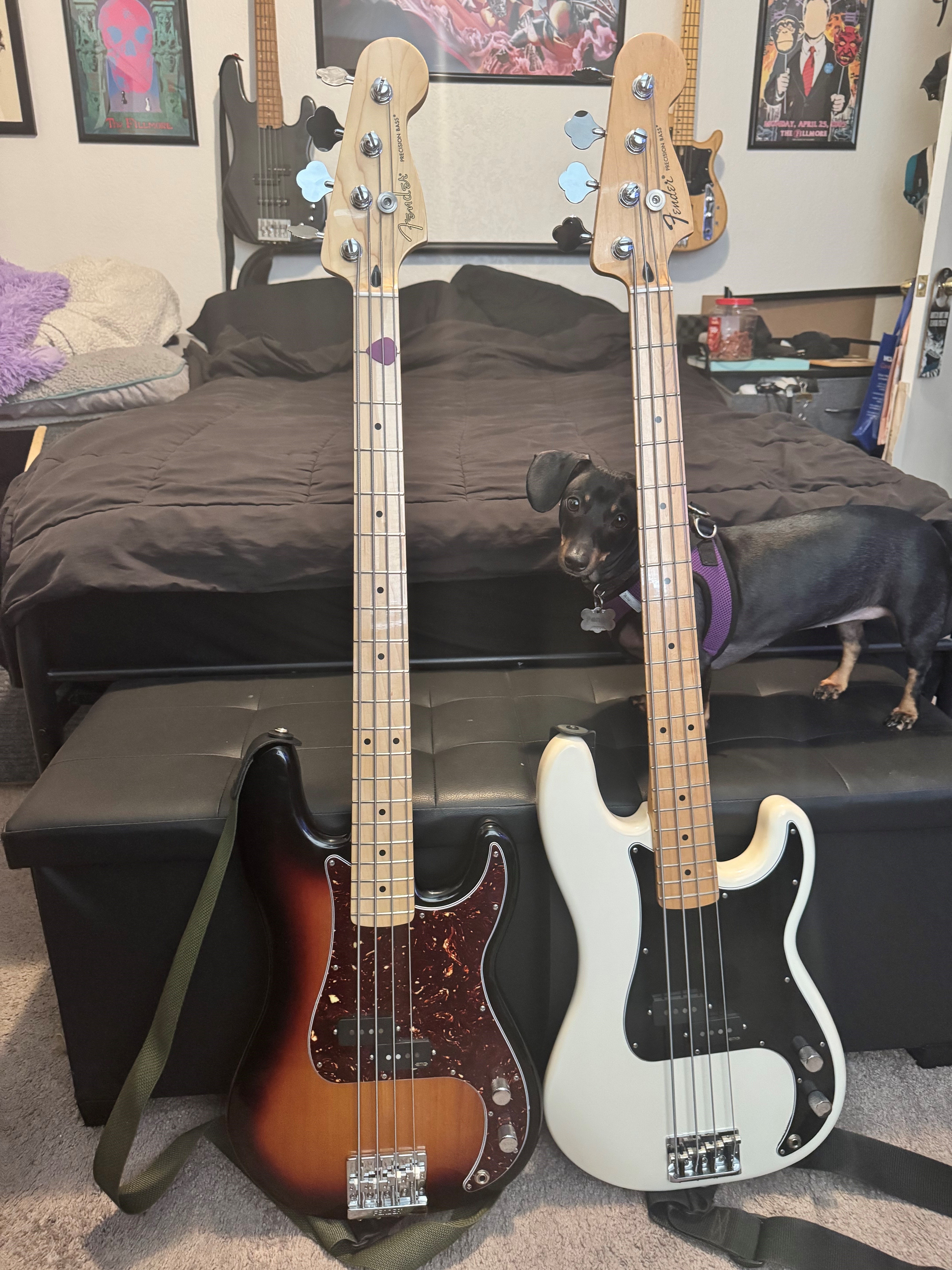 Dom's PBasses.jpg